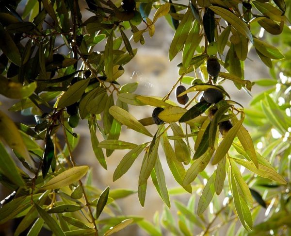 Olive Leaf and Longevity. Major Health Benefits Discovered in Recent Research