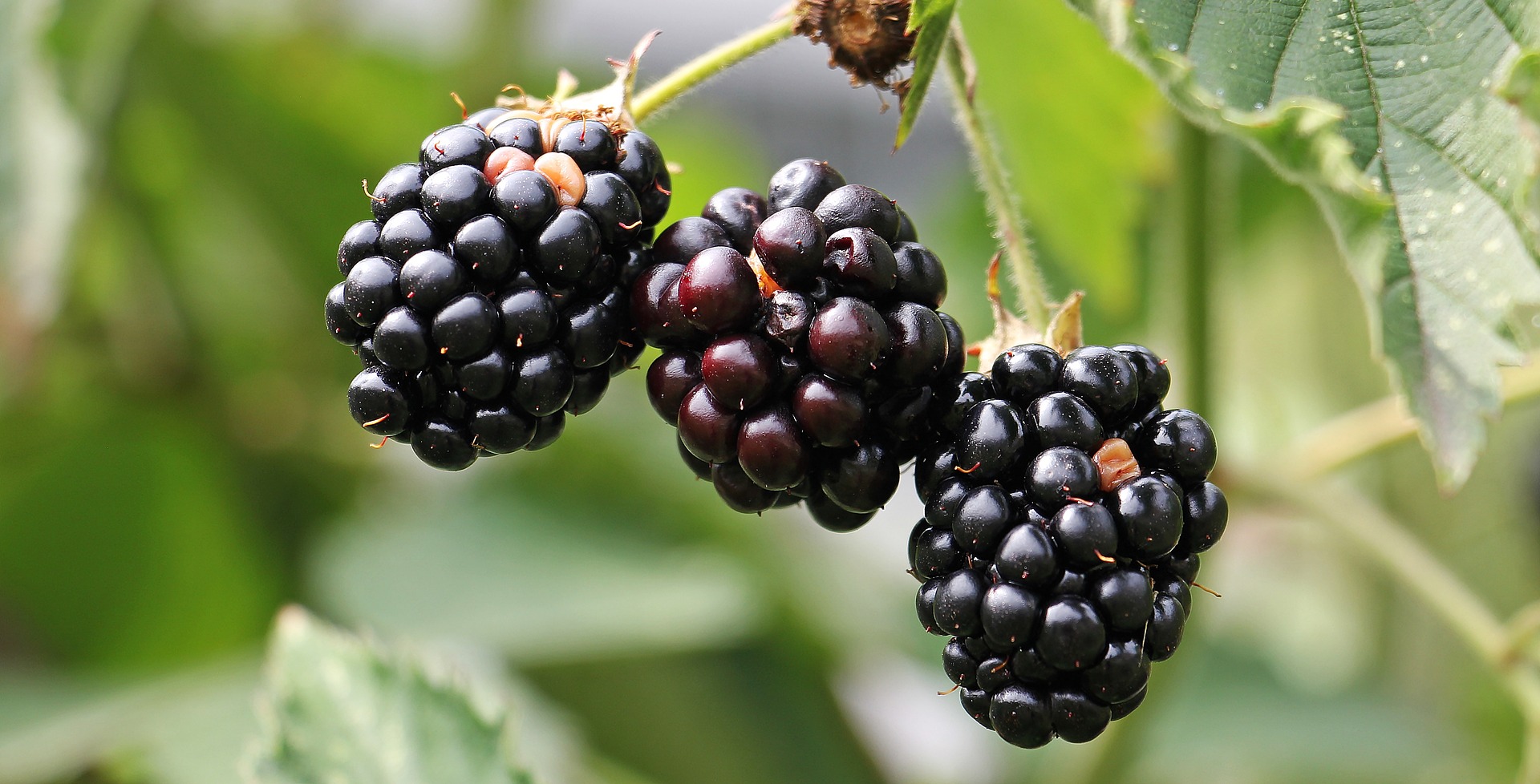 Researcher examines berry polyphenols as potential treatment for cardiovascular treatment